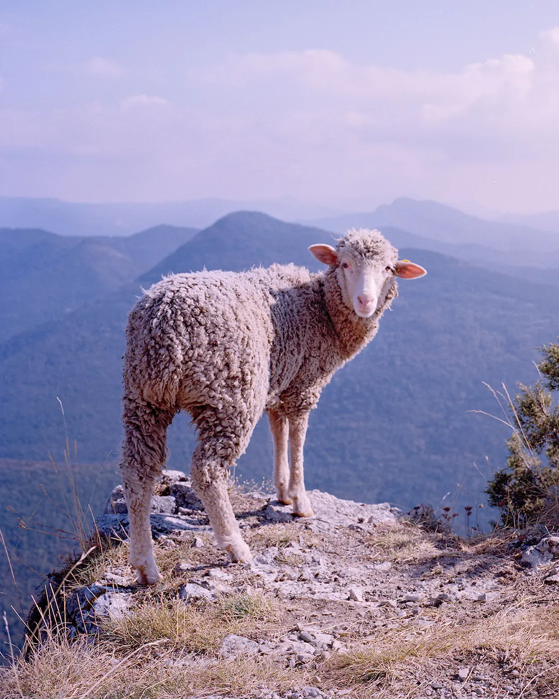 Portrait of a sheepm standing on top of a mountain.